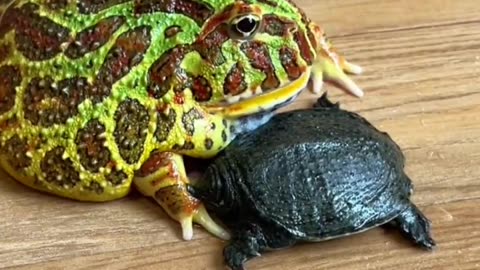 Brother Frog wanted to eat a turtle but was bitten instead #thatmoment,