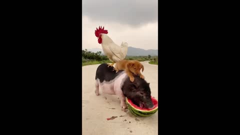 FRIENDS: PIG, DOG AND A ROOSTER