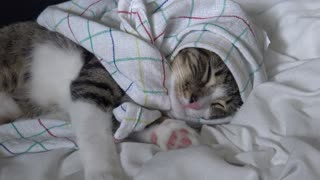 Cutest Little Cat Covers His Head