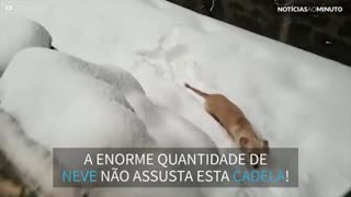 Cadela adorável corre enterrada na neve