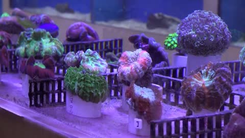 How to Select Healthy Corals From Your Local Fish Store