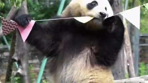 panda cartoon funny video