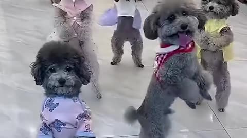 wonderful dogs