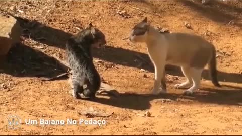 barraco no terreno alheio os gatos brigando