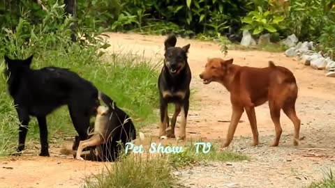 Dogs Talking and Playing with Themselves