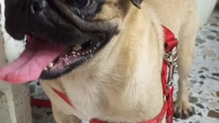 Laughing pug