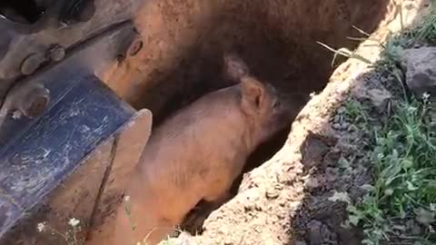 Construction Workers Rescue a Pig from a Hole