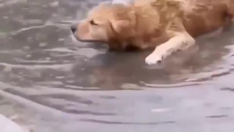 funny dog play in rain 😂
