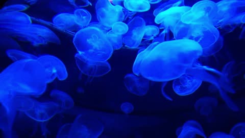 Jellyfish Swarming