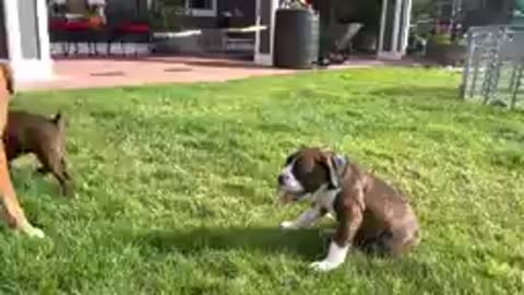 Baby Dogs - Cute and Funny Dog Video