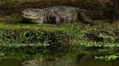 Wild animal the alligator yawning Brazilian fauna Silvestre Pantanal amazônia
