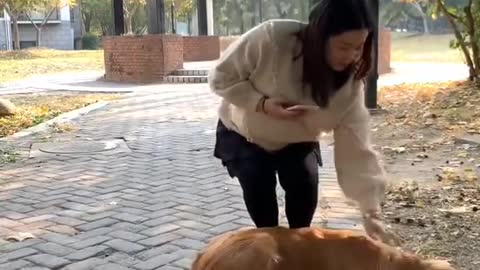 amazing how this dog helps this pregnant pregnant woman
