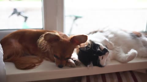 Cat and dog Chihuahua dog and fluffy cat on the window sill in home