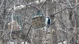 Male Downy Woodpecker enjoying unfrozen meal 🤣