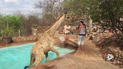 Giraffe gets rescued from pool! || Viral video UK