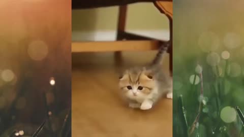 Funny and Cute cat's life | Cats and people are the best friends
