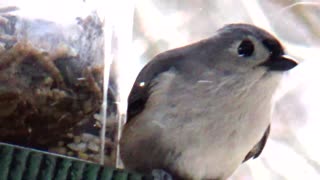 Tufted Titmouse