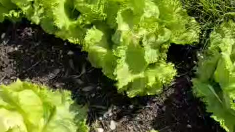 How to harvest lettuce