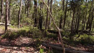 Bibbulmun Track part 26 Noggerup Shelter to Grimwade