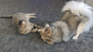 Best Friends! Cat and Dog are inseparable as they play together!