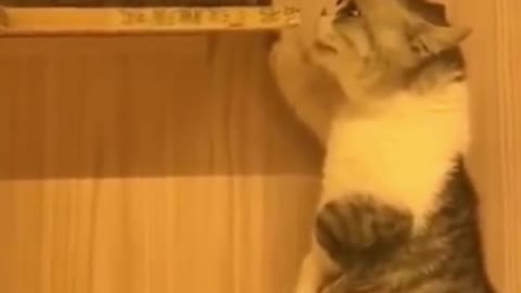 Two cats talking too much