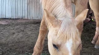 Neighs & Nibbles: Start Your Day with Lightning, the Palomino Prodigy 🐴💫