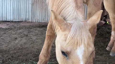 Neighs & Nibbles: Start Your Day with Lightning, the Palomino Prodigy 🐴💫