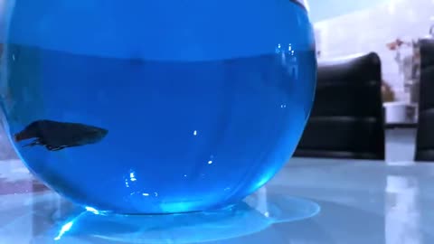 How to Save a Betta fish life from dying