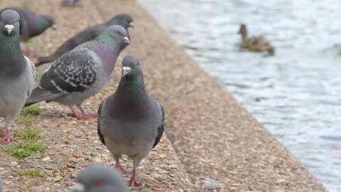 Close Up Shot of Pigeons Sitting Next to River