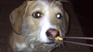 Brown dog smelling and eating goldfish snack
