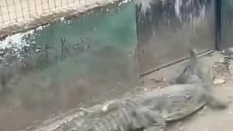 A crocodile in a hurry