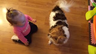 Identical twins chase Chihuahua for kisses