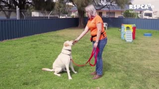 Dog training tips video