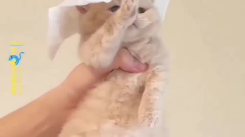 Cat funny moments follow us for more content