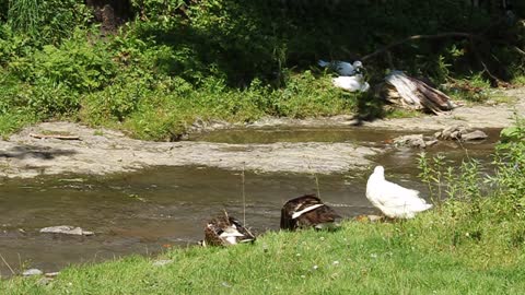 Ducks by river video stock footage