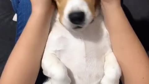 Those beagle ears 🐕