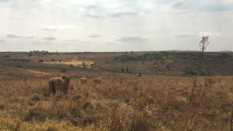 Lion Walk of LOVE! | The Lion Whisperer