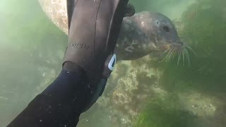 Cutest harbor seal plays with this diver's fins