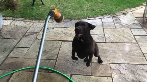 10-year-old dog has hated of water hose since birth