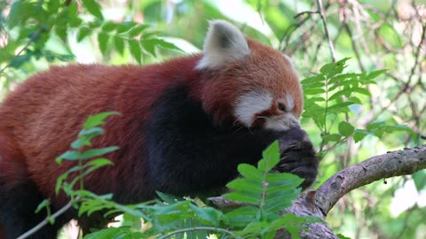 Red Panda An Enchanting Blend of Cat and Bear Captivating the Internet