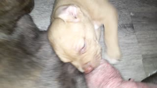 Blue nose pitbull puppy eating