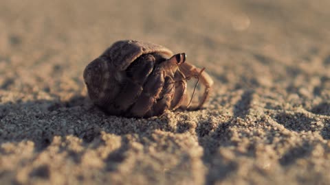 Hermit crab walking on the sand 2021