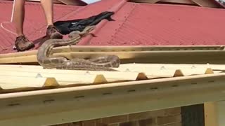Massive Grumpy Python Roof Retrieval