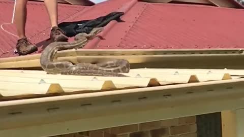 Massive Grumpy Python Roof Retrieval