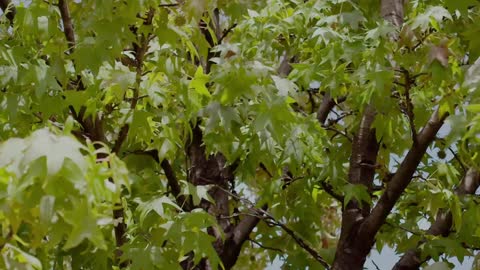 Swaying Leaves of a Tree