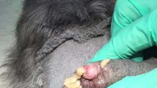 Animal Cyst Expression