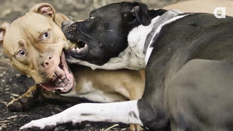 What Makes Dog Aggressive?