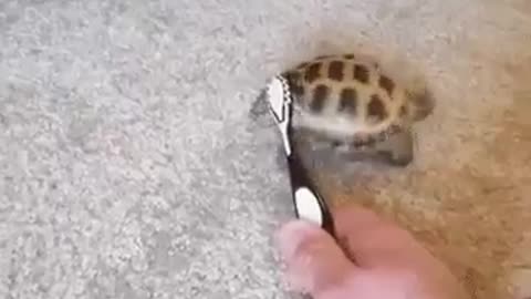 Tartaruga dançando/Dancing turtle