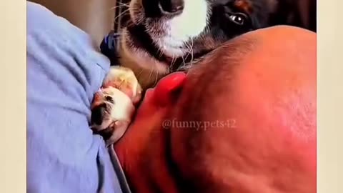 Funny dogs video of 2024😂