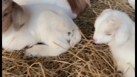 Animals Video-mostly Watch videos of animals-newborn